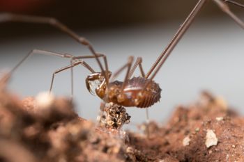 Media type: image;   Invertebrate Zoology 151614